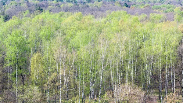 Panoramiczny widok na las z pierwszymi zielonymi listwami — Zdjęcie stockowe