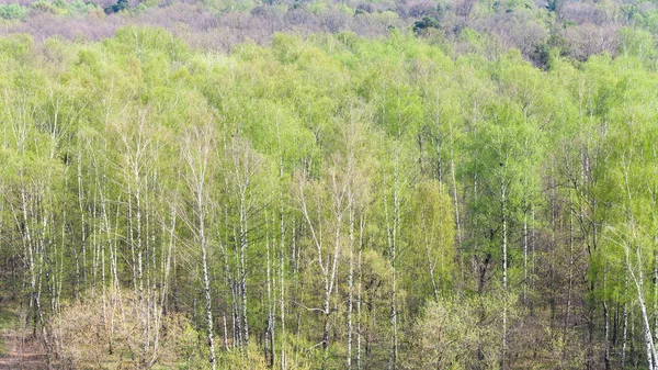 Březní stromy s prvními zelenými listy v lese — Stock fotografie