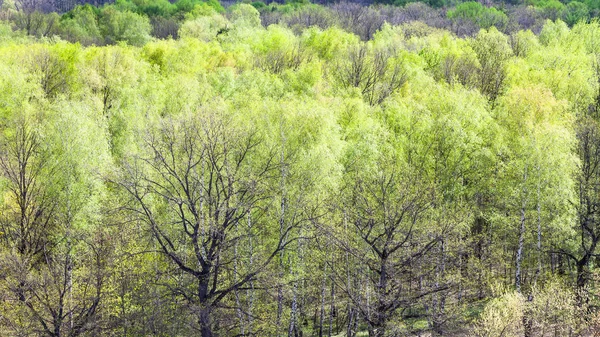Aerial view of oak trees with first green leaves — Stock Photo, Image