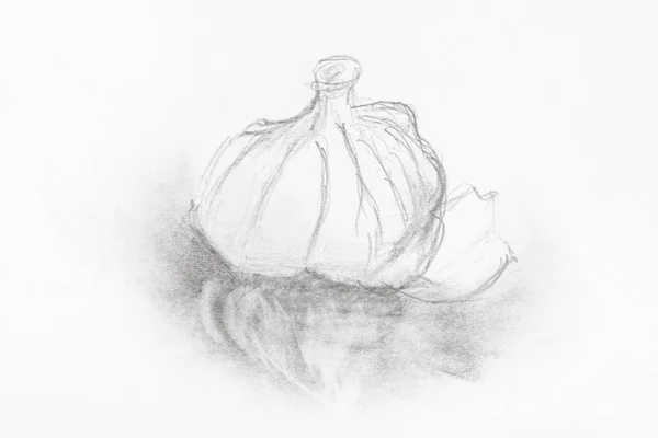 Sketch of head of garlic hand drawn by pencil — Stock Photo, Image