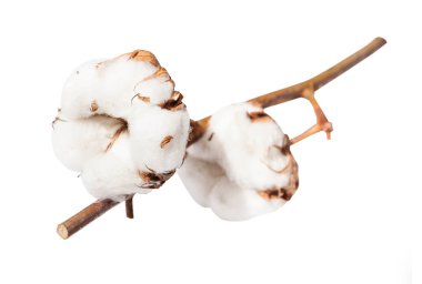 izole şube pamuk bitkinin iki olgun bolls