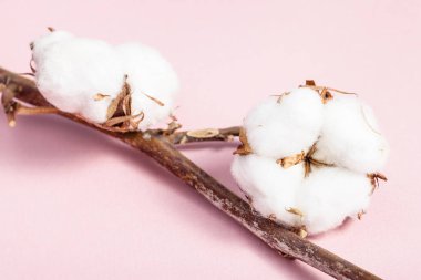 pembe olgun bolls ile pamuk bitkinin dalı