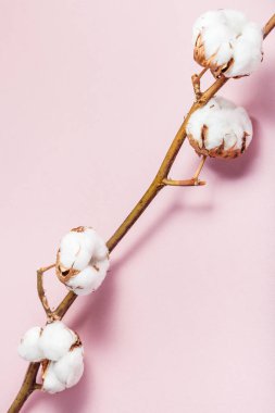 pembe pamuk bitkisinin doğal kurutulmuş dalı