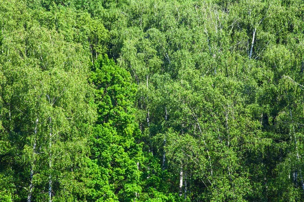 Svěží listí zeleného dřeva za slunného letního dne — Stock fotografie