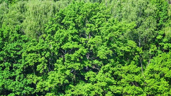 Weelderige loof van eiken boom in groene bos in de zomer — Stockfoto