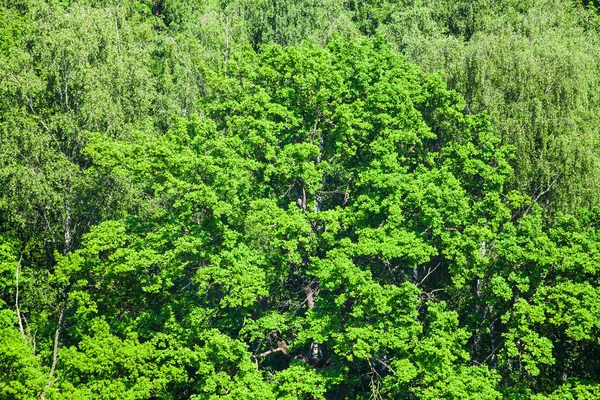 Roble en bosque verde en soleado día de verano —  Fotos de Stock