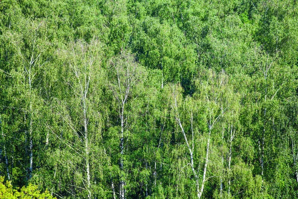 Березовая роща в зеленом лесу в солнечный летний день — стоковое фото