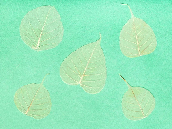 黄緑色の紙に複数の乾燥葉 — ストック写真