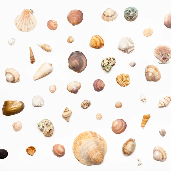 Top view of many natural dried sea shells on white — Stock Photo, Image