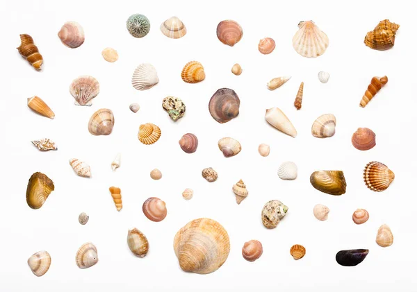 A természetes szárított tengeri kagylóból fehér kollázs — Stock Fotó