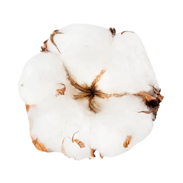 Suszony dojrzały Boll z bawełny roślin na białym tle — Zdjęcie stockowe