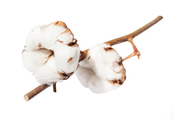 Dois bolls maduros de planta de algodão no ramo isolado — Fotografia de Stock