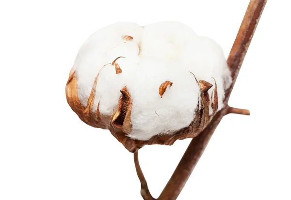 Boll de planta de algodão com lã no ramo isolado — Fotografia de Stock
