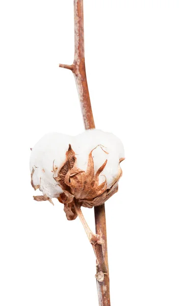 Boll with cottonwool of cotton plant on branch — Stock Photo, Image