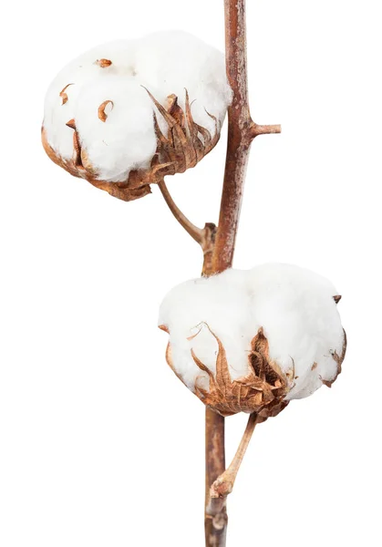 Dvě zralé boly bavlny na větviči izolované — Stock fotografie
