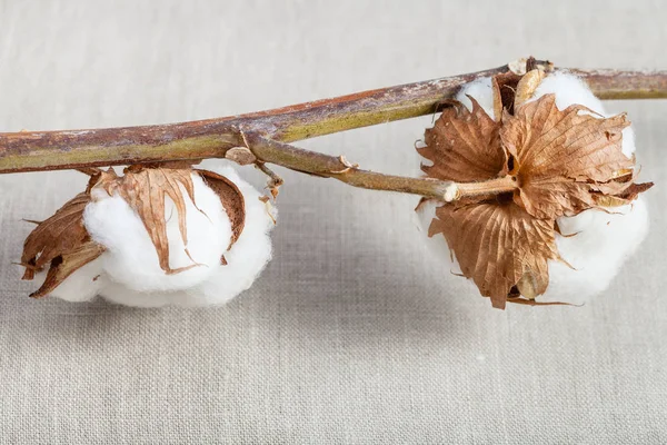 Frökapslar på Natural Twig av bomull plant på tyg — Stockfoto