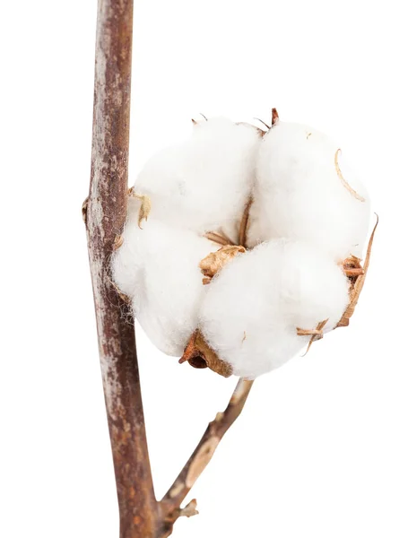 Boll maduro seco de planta de algodão no ramo isolado — Fotografia de Stock
