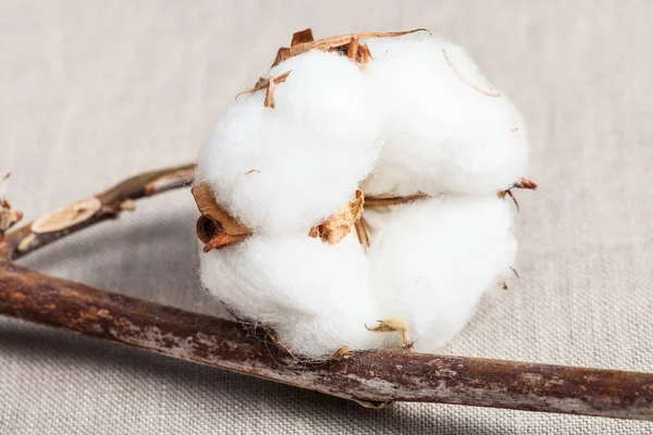 Boll met cottonwool op katoenweefsel close-up — Stockfoto