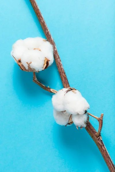 Ramo seco natural de fábrica de algodão em azul — Fotografia de Stock