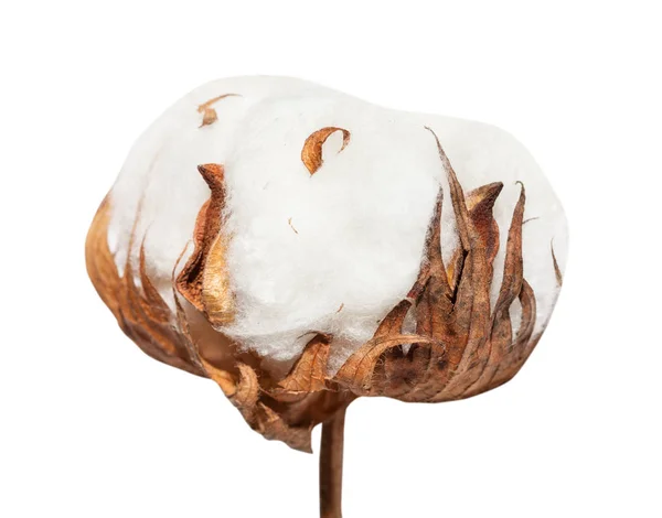 Vista lateral de boll maduro seco de planta de algodão — Fotografia de Stock