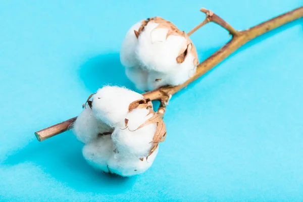 Bols maduros naturales de la planta de algodón en azul — Foto de Stock