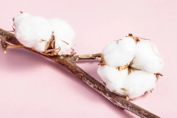 Tak van katoenplant met rijpe kapsels op roze — Stockfoto