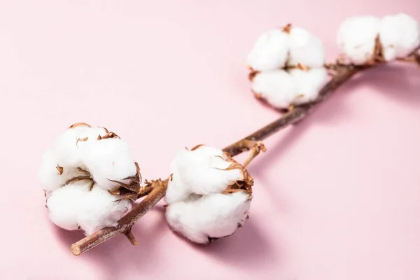 Ripe branch of cotton plant on pink pastel paper — Stock Photo, Image