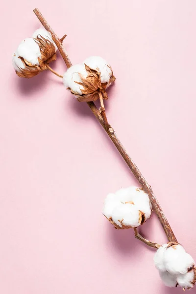 Galho maduro de planta de algodão em papel pastel rosa — Fotografia de Stock