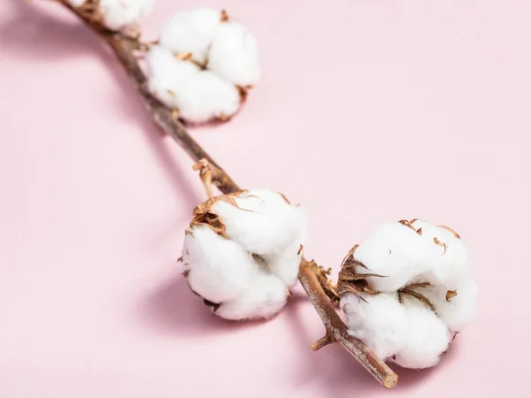 Ramo com bolls maduros com algodão sobre rosa — Fotografia de Stock