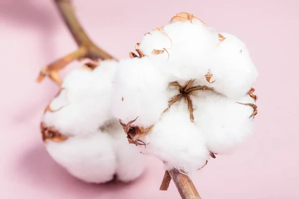 Rijpe kapsels met cottonwool close-up op roze — Stockfoto