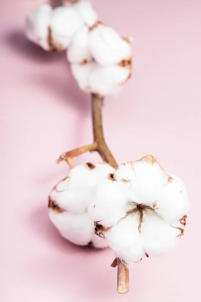 Galho de planta de algodão com bolls maduros em rosa — Fotografia de Stock