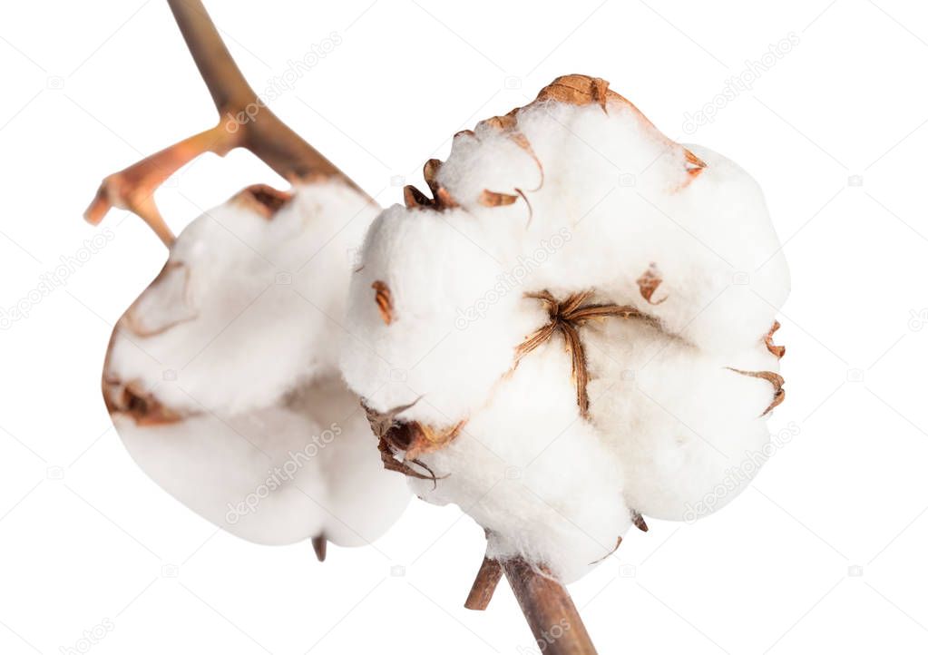 two boll of cotton plant with cottonwool on branch