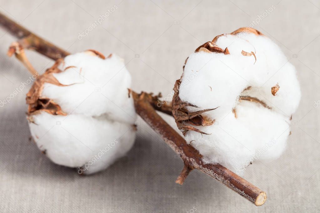 two bolls with cottonwool on fabric close up