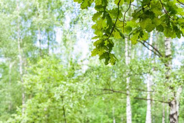 bulanık arka plan ile ormanda meşe ağacının dal