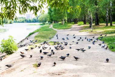 şehir parkında nehir boyunca yolda birçok güvercin