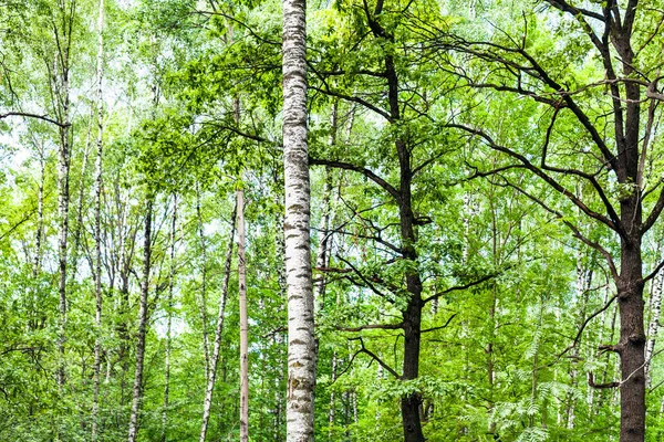 Foresta verde con betulle e querce in estate — Foto Stock