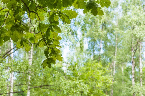 Oak tree twiig in forest with blurred birch grove — Stock Photo, Image