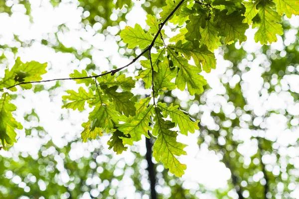 Rama de roble con hojas verdes y bosque borroso — Foto de Stock