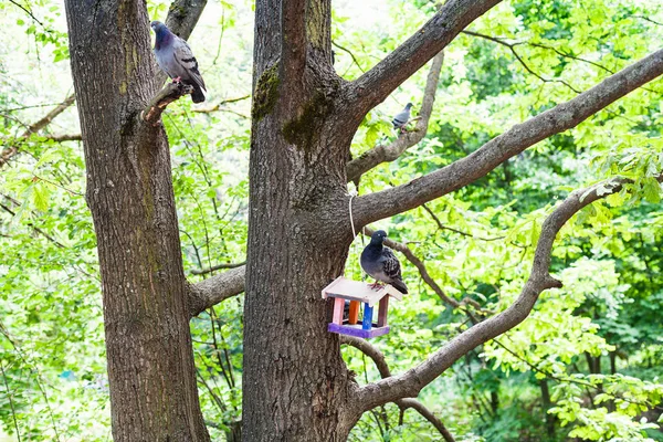 Palomas se sientan en los árboles y alimentador de aves en el parque de la ciudad — Foto de Stock