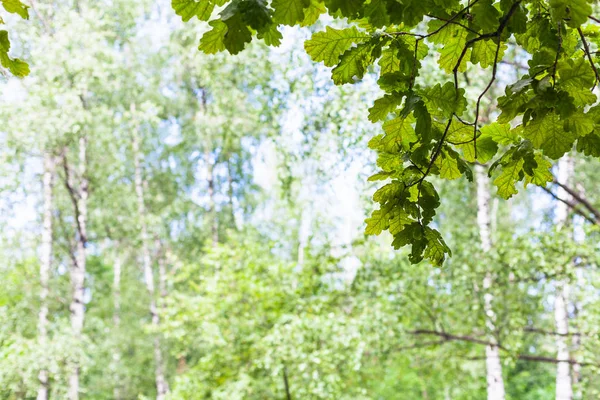 Hojas de roble verde en el bosque con abedules borrosos —  Fotos de Stock
