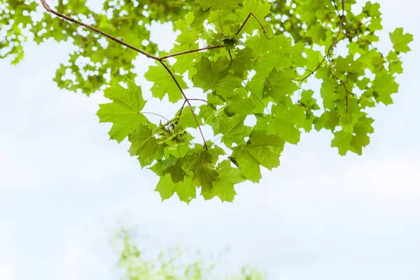 Rama verde del arce de campo con cielo azul — Foto de Stock