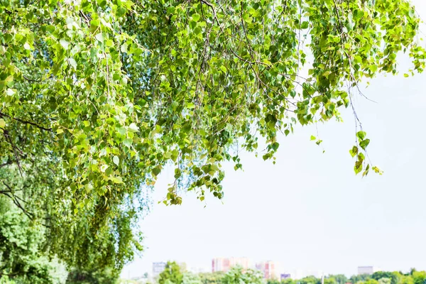 Folhas verdes de árvore de vidoeiro em cidade e céu azul — Fotografia de Stock