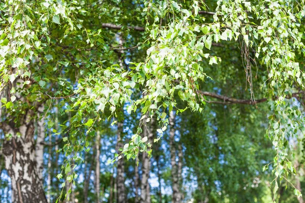 Green leaves of birch tree in grove in forest — Stock Photo, Image