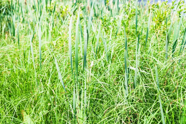 Green sedge thickets on riverbank in summer day — Stock Photo, Image