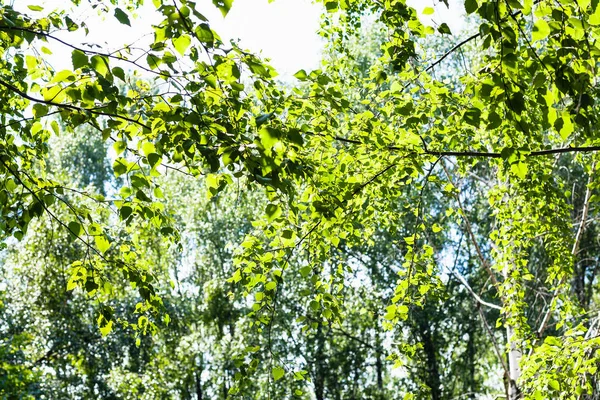 Follaje verde de álamo en el bosque en verano —  Fotos de Stock