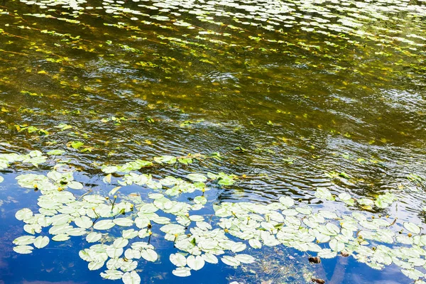 Przepływ wody w rzece nadrastające przez liście lilii wodnej — Zdjęcie stockowe