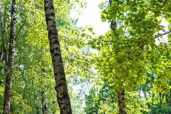 Green maple leaves and trunks of old birches — Stock Photo, Image