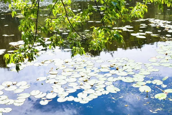 Klon popiołu nad rzeką porośnięte przez lilia wodna — Zdjęcie stockowe