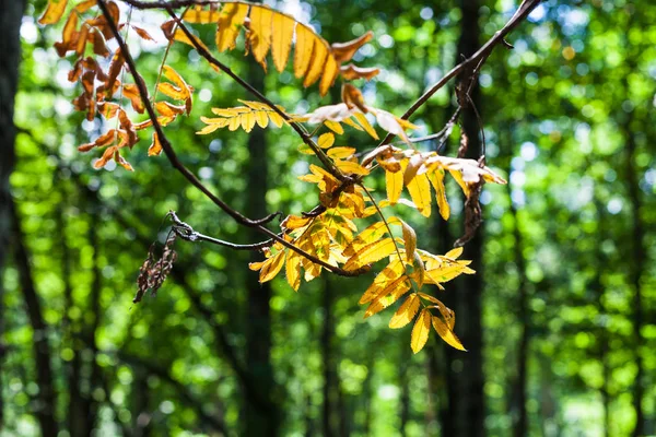 Gelbe Blätter der Eberesche von der Sonne erhellt aus nächster Nähe — Stockfoto