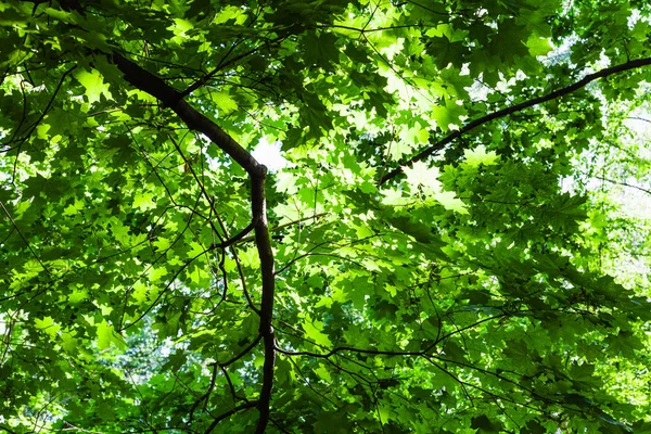 Weelderig groen gebladerte van esdoorn boom in bos — Stockfoto